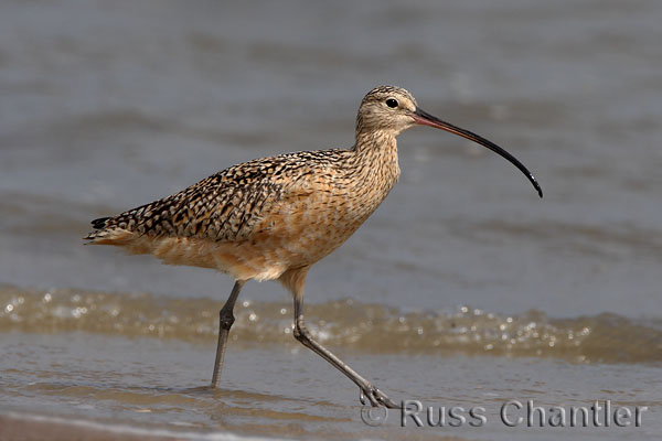 Long-billed Curlew © Russ Chantler